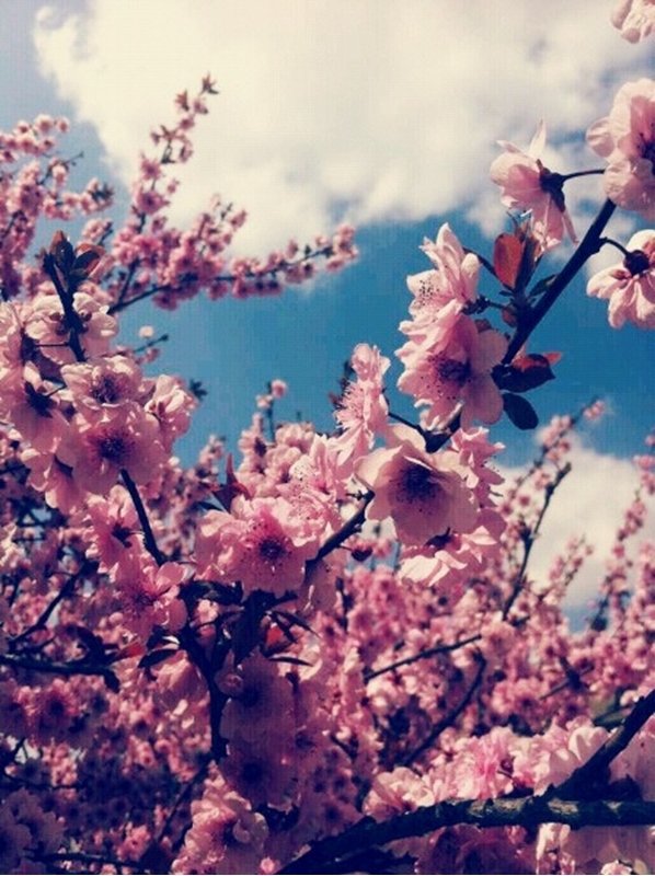 ɽѧԺУ԰